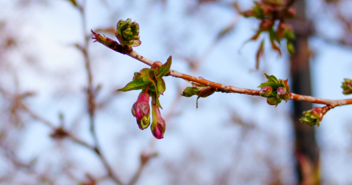 SONY α7CR + SAMYANG Remaster Slim 28mm F3.5