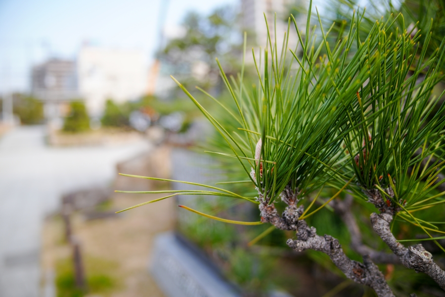 SONY α7CR + SAMYANG Remaster Slim 28mm F3.5