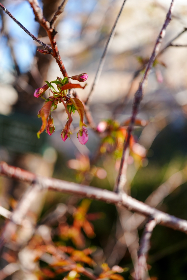 SONY α7CR + FE 24-50mm F2.8 G