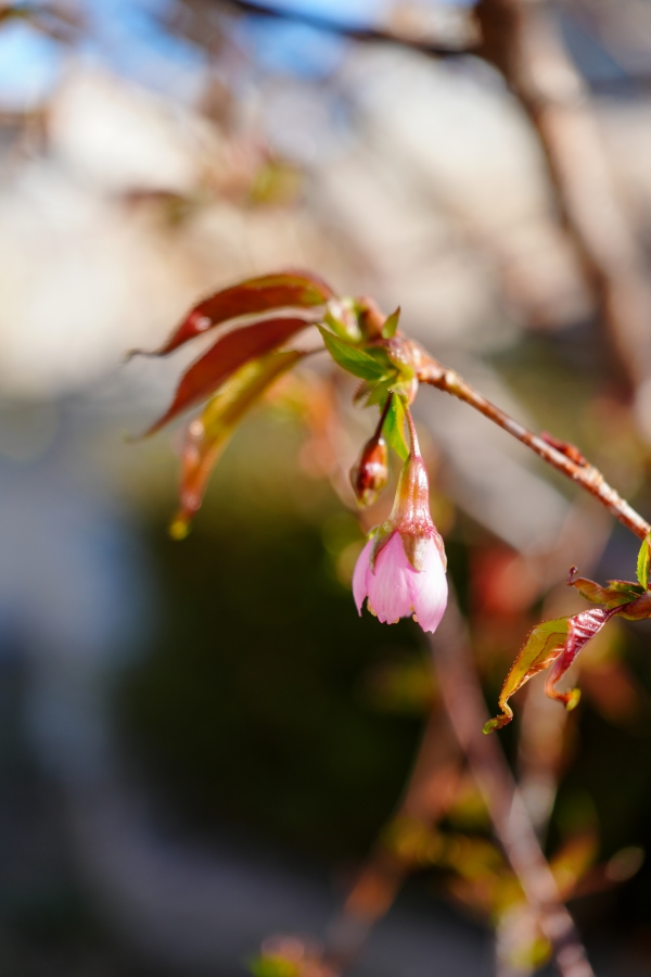 SONY α7CR + FE 24-50mm F2.8 G