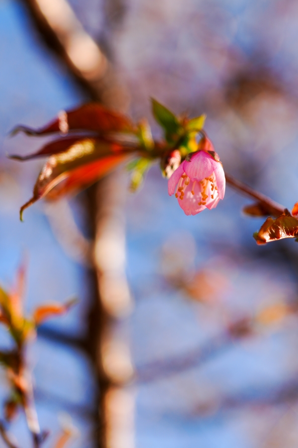 SONY α7CR + FE 24-50mm F2.8 G