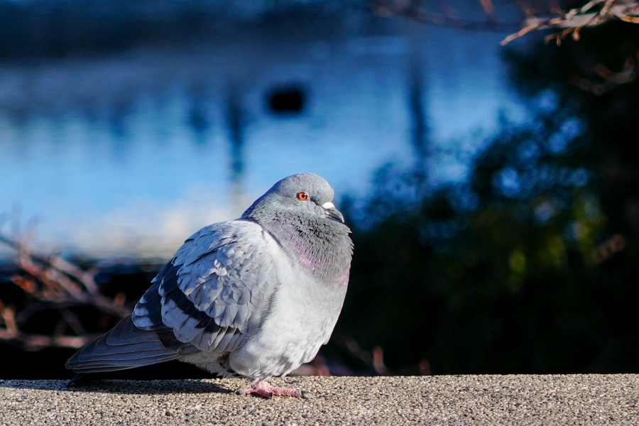 SONY α7CR + FE 24-50mm F2.8 G