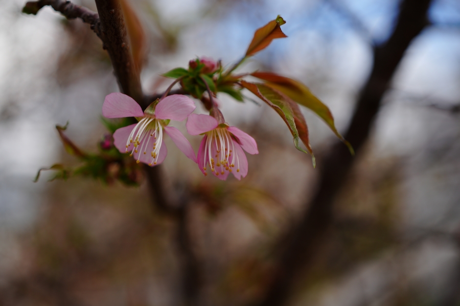 SONY α7CR + FE 40mm F2.5 G
