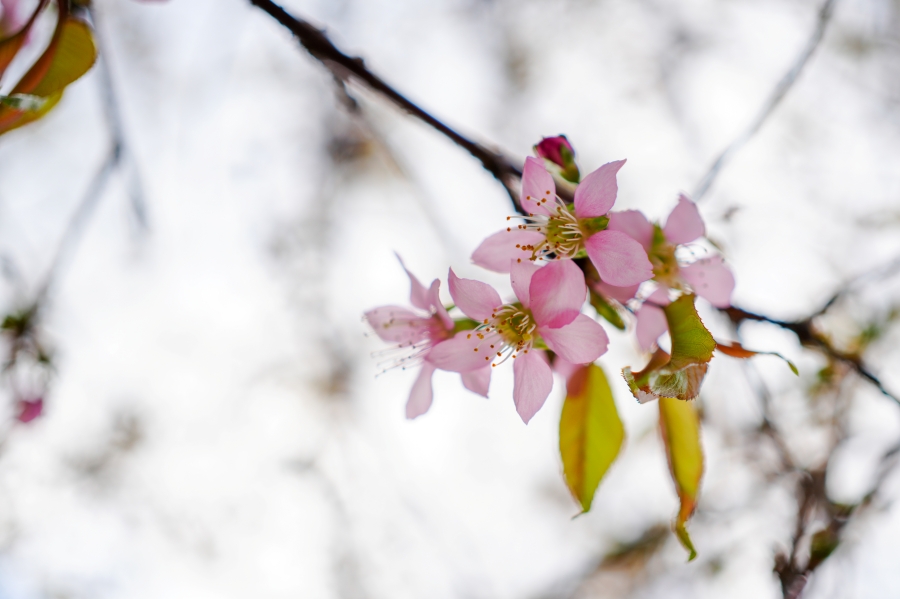 SONY α7CR + FE 40mm F2.5 G