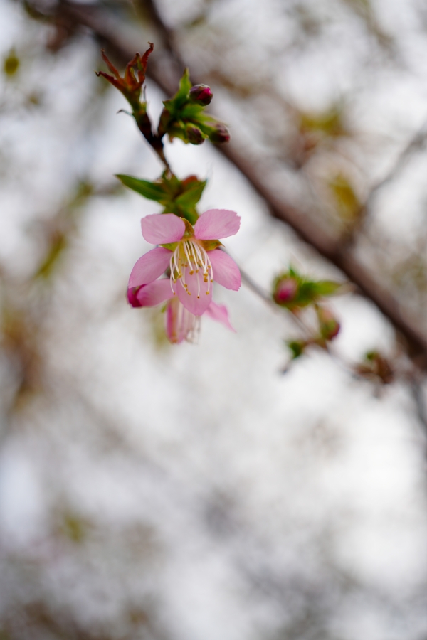 SONY α7CR + FE 40mm F2.5 G