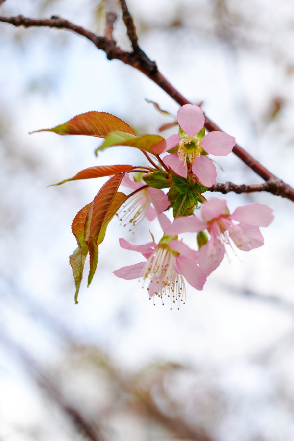 SONY α7CR + FE 40mm F2.5 G