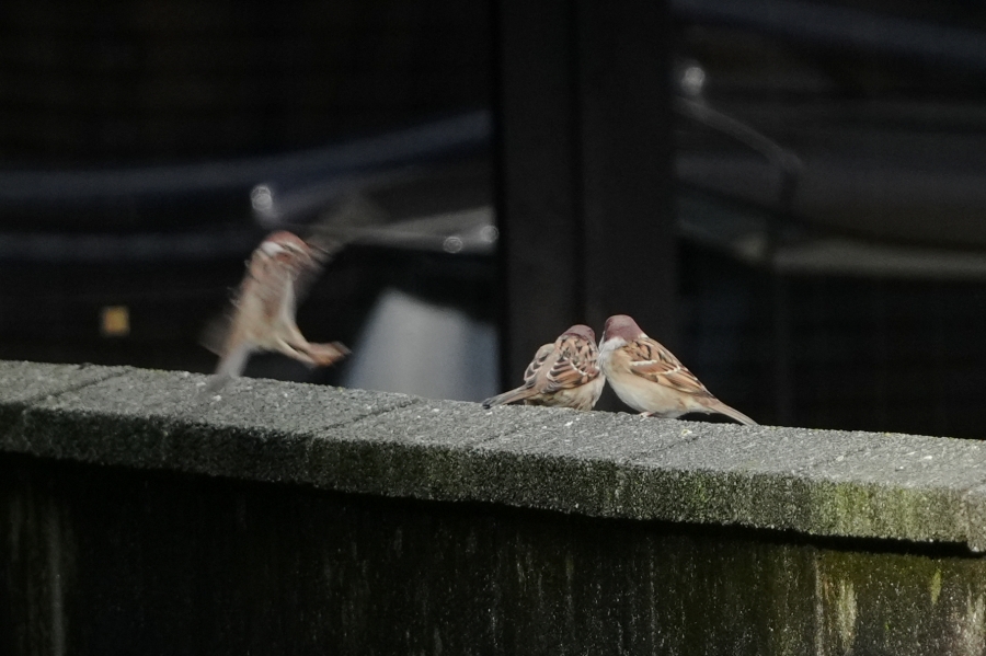 SONY α7CR + TAMRON 25-200mm F/2.8-5.6 Di III VXD