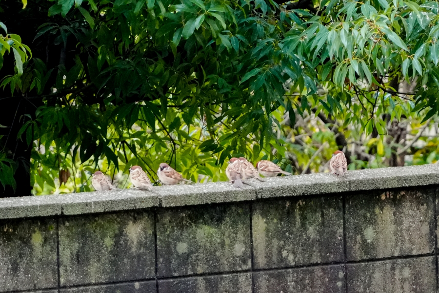 SONY α7CR + TAMRON 25-200mm F/2.8-5.6 Di III VXD