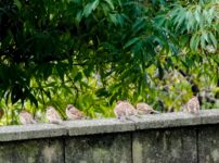 SONY α7CR + TAMRON 25-200mm F/2.8-5.6 Di III VXD