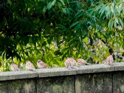 SONY α7CR + TAMRON 25-200mm F/2.8-5.6 Di III VXD