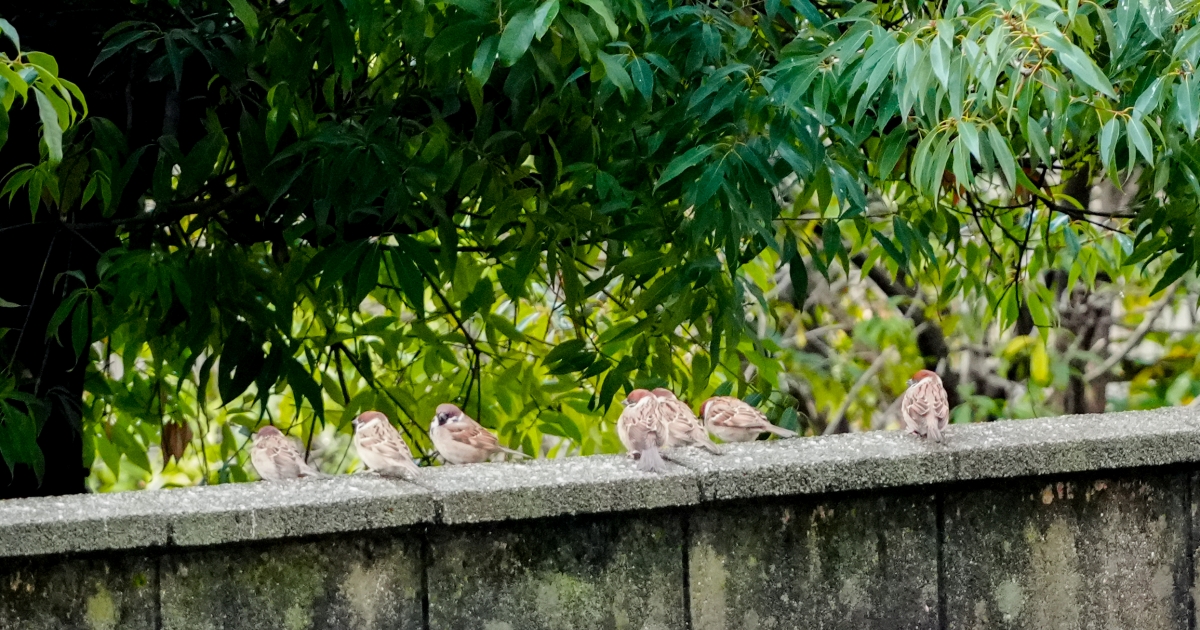 SONY α7CR + TAMRON 25-200mm F/2.8-5.6 Di III VXD