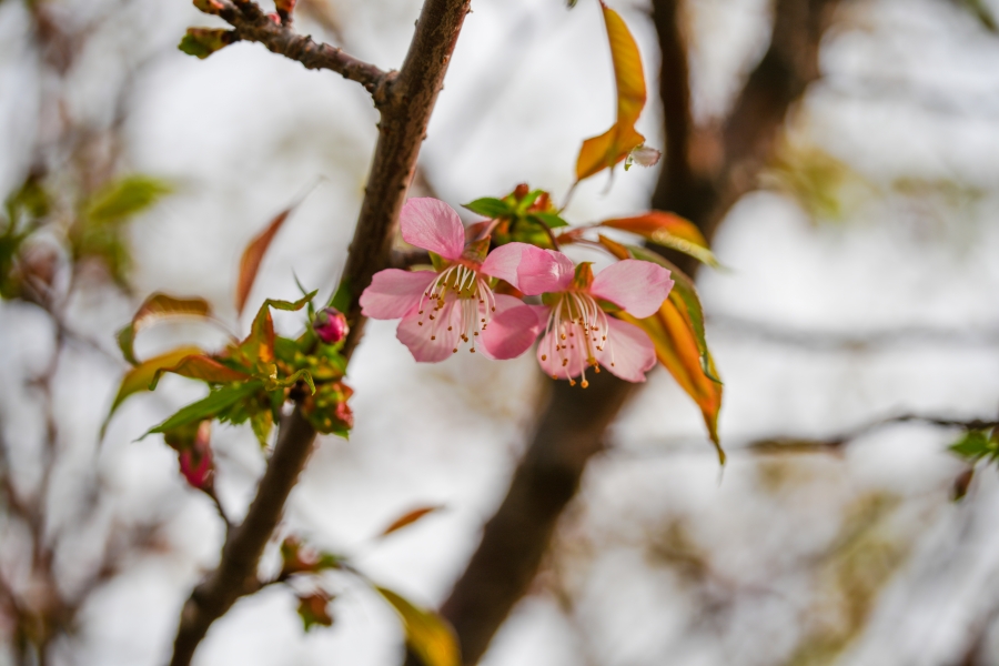 SONY α7CR + TAMRON 25-200mm F/2.8-5.6 Di III VXD