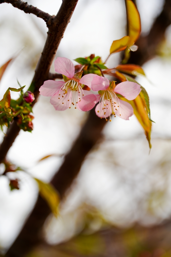 SONY α7CR + TAMRON 25-200mm F/2.8-5.6 Di III VXD