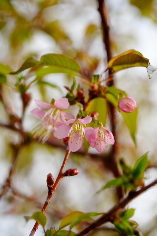 SONY α7CR + TAMRON 25-200mm F/2.8-5.6 Di III VXD