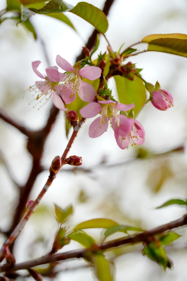 SONY α7CR + TAMRON 25-200mm F/2.8-5.6 Di III VXD