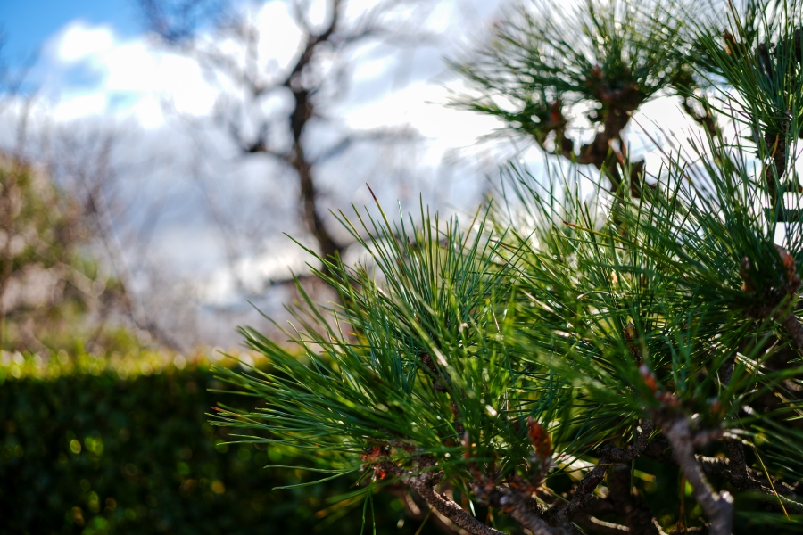 SONY α7CR + FE 40mm F2.5 G