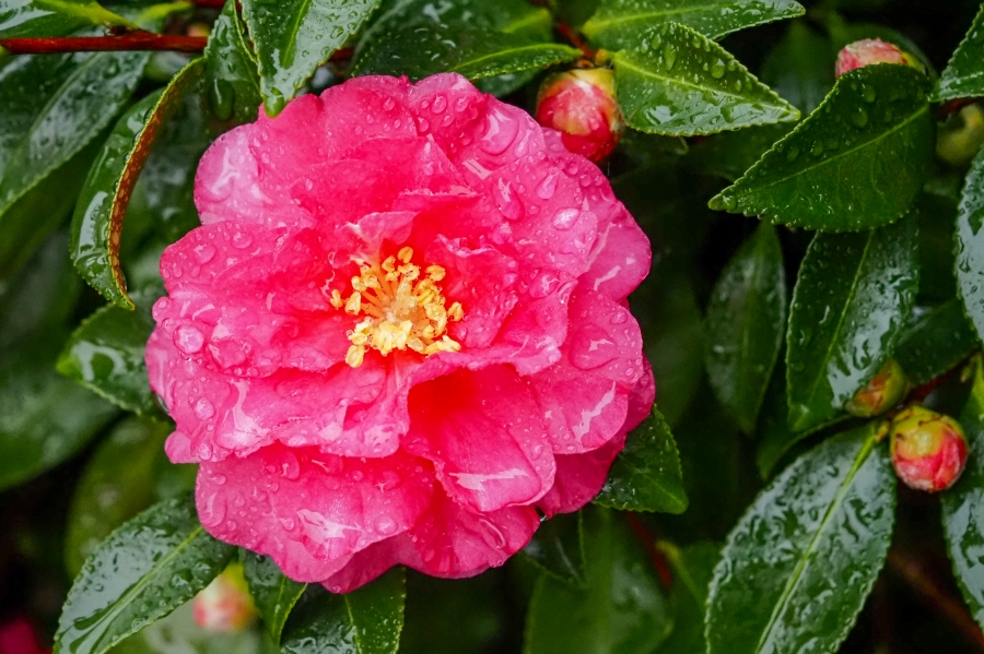 OM SYSTEM OM-5 Mark II + M.ZUIKO DIGITAL ED 12-45mm F4.0 PRO