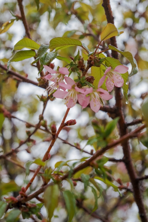OM SYSTEM OM-5 Mark II + M.ZUIKO DIGITAL ED 12-45mm F4.0 PRO