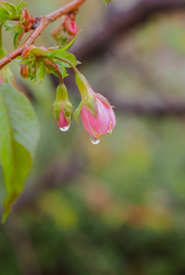 OM SYSTEM OM-5 Mark II + M.ZUIKO DIGITAL ED 12-45mm F4.0 PRO