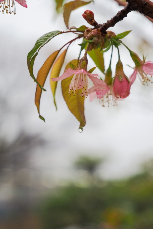 OM SYSTEM OM-5 Mark II + M.ZUIKO DIGITAL ED 12-45mm F4.0 PRO