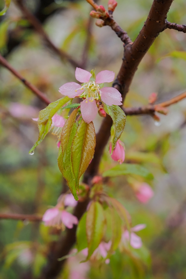 OM SYSTEM OM-5 Mark II + M.ZUIKO DIGITAL ED 12-45mm F4.0 PRO