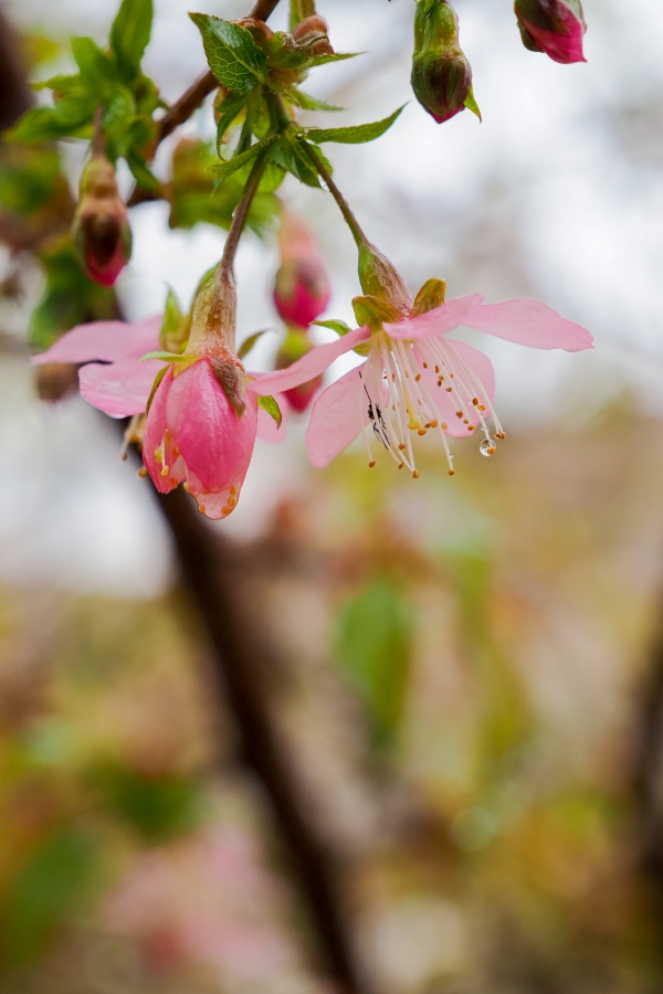 OM SYSTEM OM-5 Mark II + M.ZUIKO DIGITAL ED 12-45mm F4.0 PRO