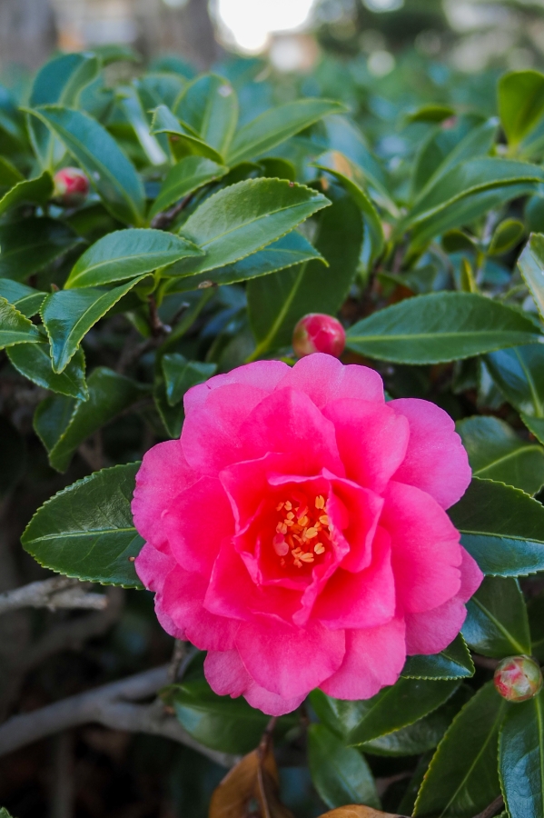 OM SYSTEM OM-5 Mark II + LUMIG G 14mm F2.5 II ASPH