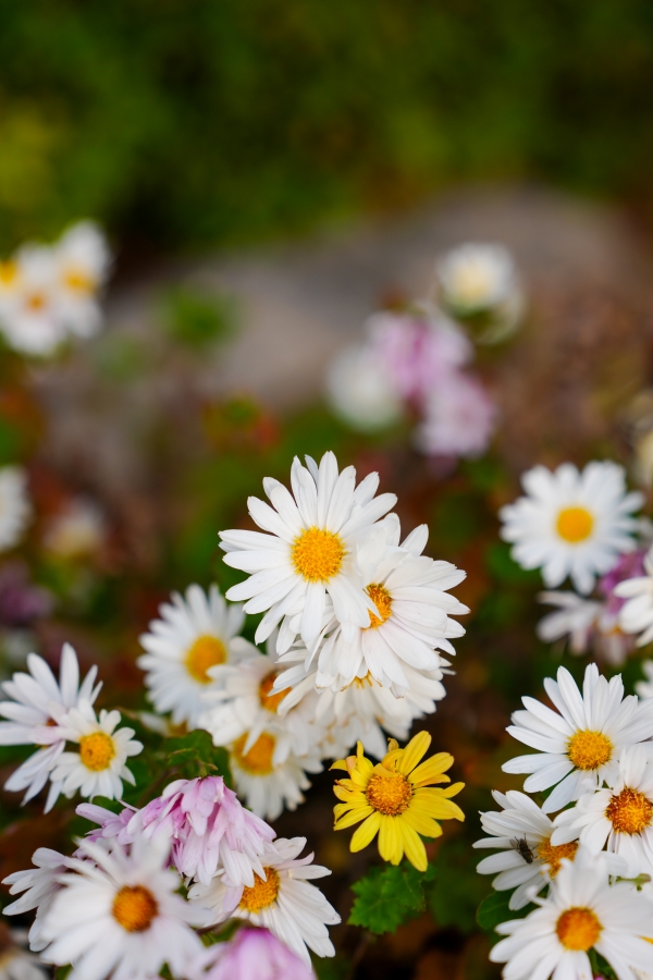 SONY α1 II + FE 24-70mm F2.8 GM II