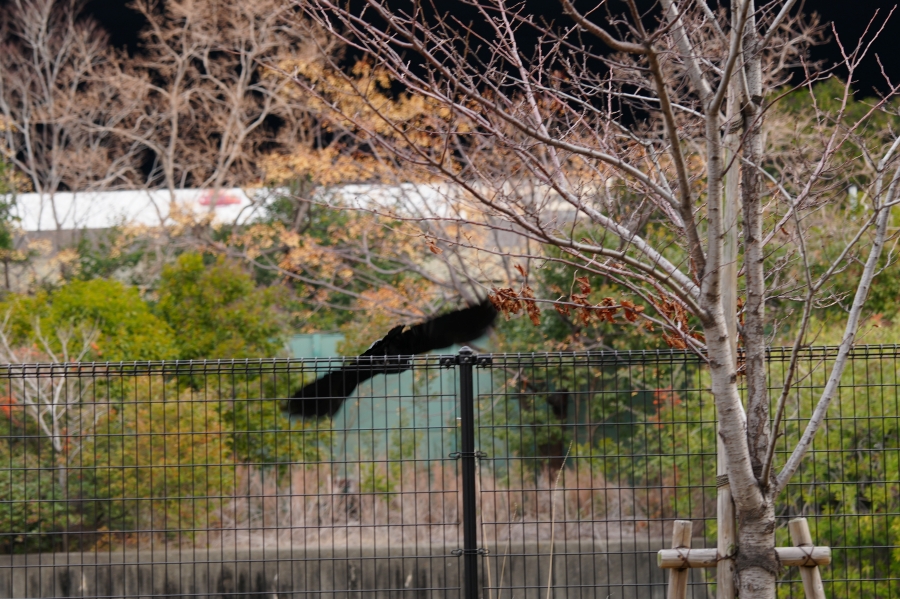 SONY α1 II + FE 24-70mm F2.8 GM II