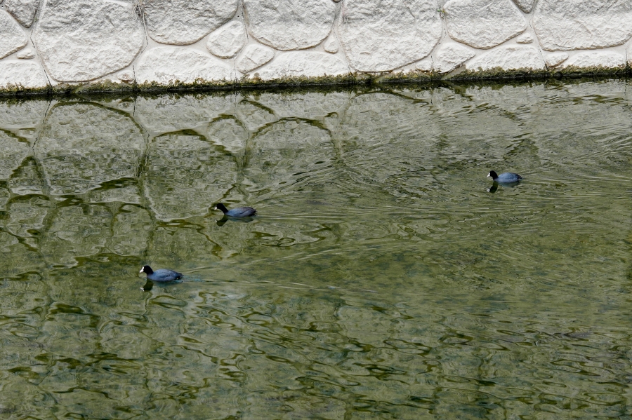 SONY α1 II + FE 24-70mm F2.8 GM II