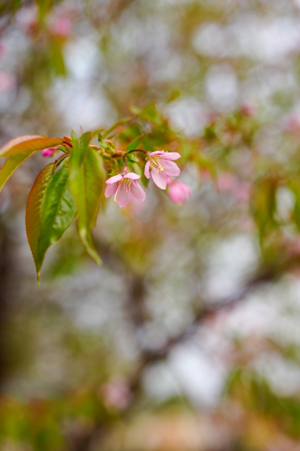 SONY α1 II + FE 24-70mm F2.8 GM II