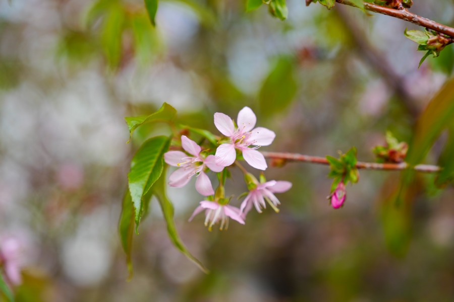 SONY α1 II + FE 24-70mm F2.8 GM II