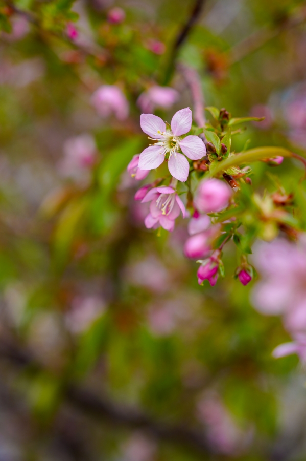 SONY α1 II + FE 24-70mm F2.8 GM II