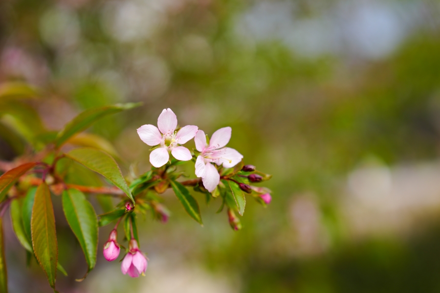SONY α1 II + FE 24-70mm F2.8 GM II