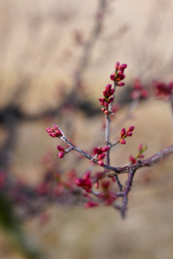 SONY α1 II + FE 24-70mm F2.8 GM II