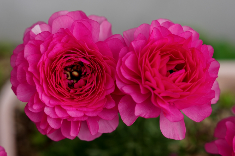 SONY α1 II + FE 24-70mm F2.8 GM II