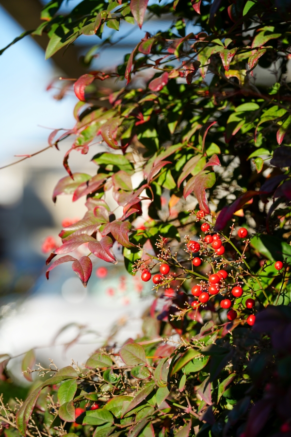 SONY α1 II + TAMRON 25-200mm F/2.8-5.6 Di III VXD