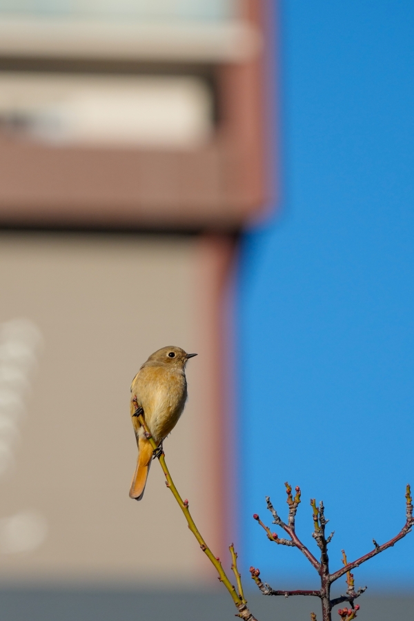 SONY α1 II + TAMRON 25-200mm F/2.8-5.6 Di III VXD