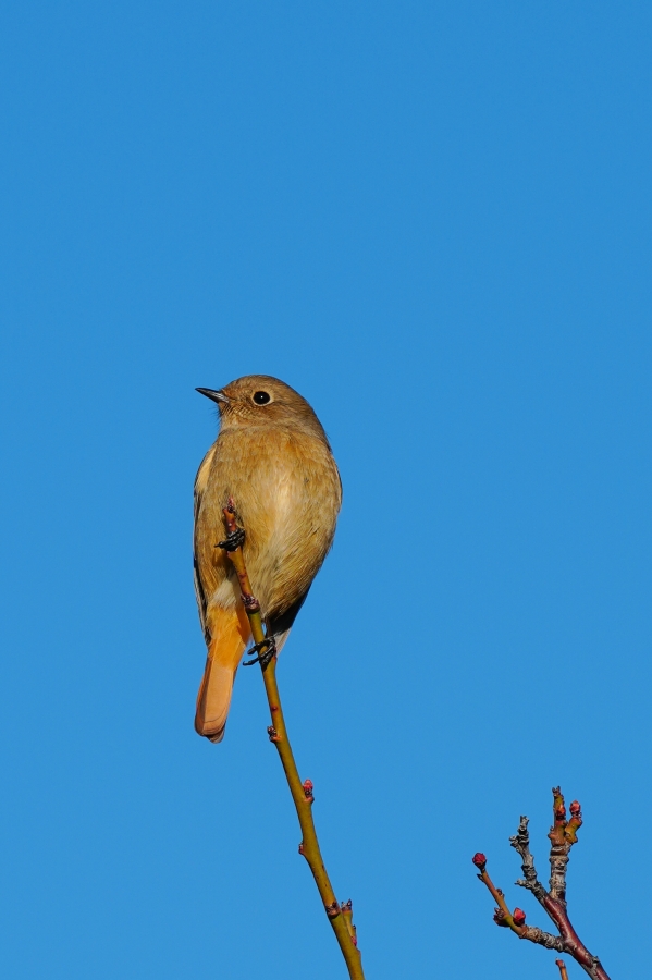 SONY α1 II + TAMRON 25-200mm F/2.8-5.6 Di III VXD