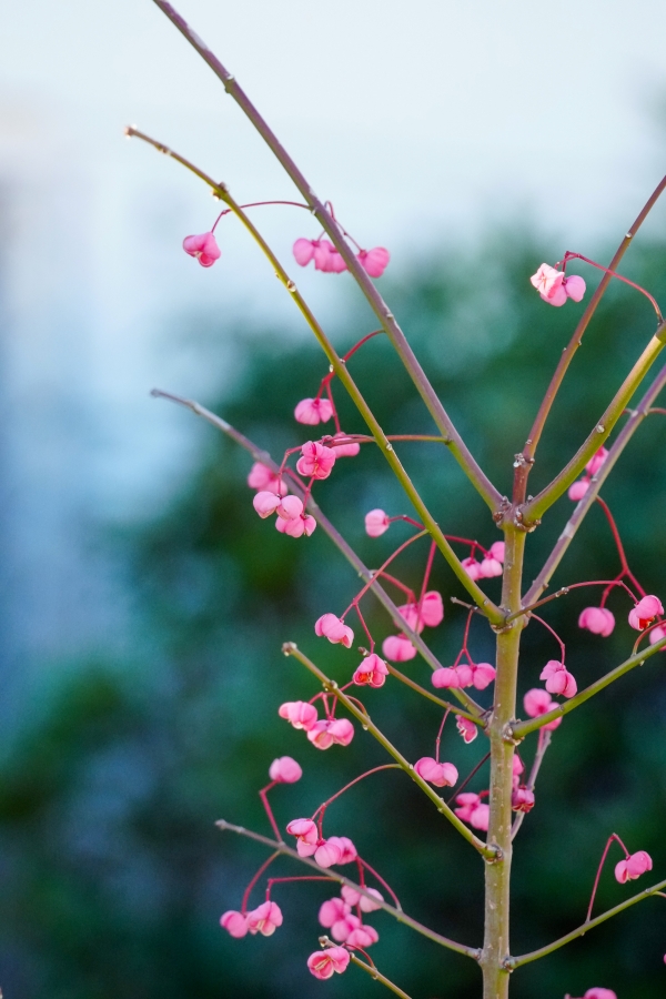 SONY α1 II + TAMRON 25-200mm F/2.8-5.6 Di III VXD