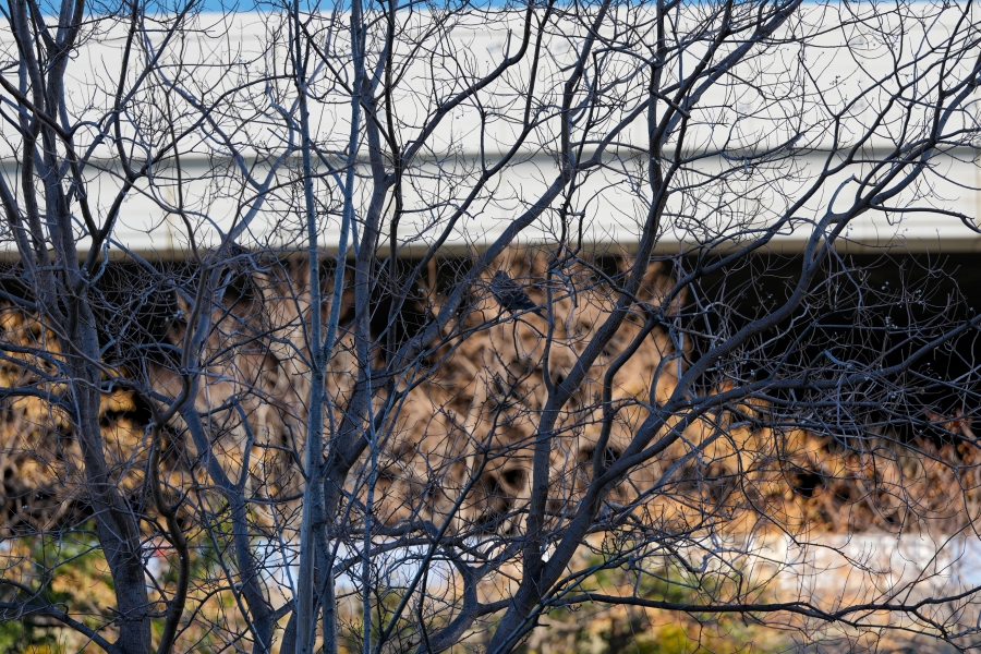 SONY α1 II + FE 100mm F2.8 Macro GM OSS