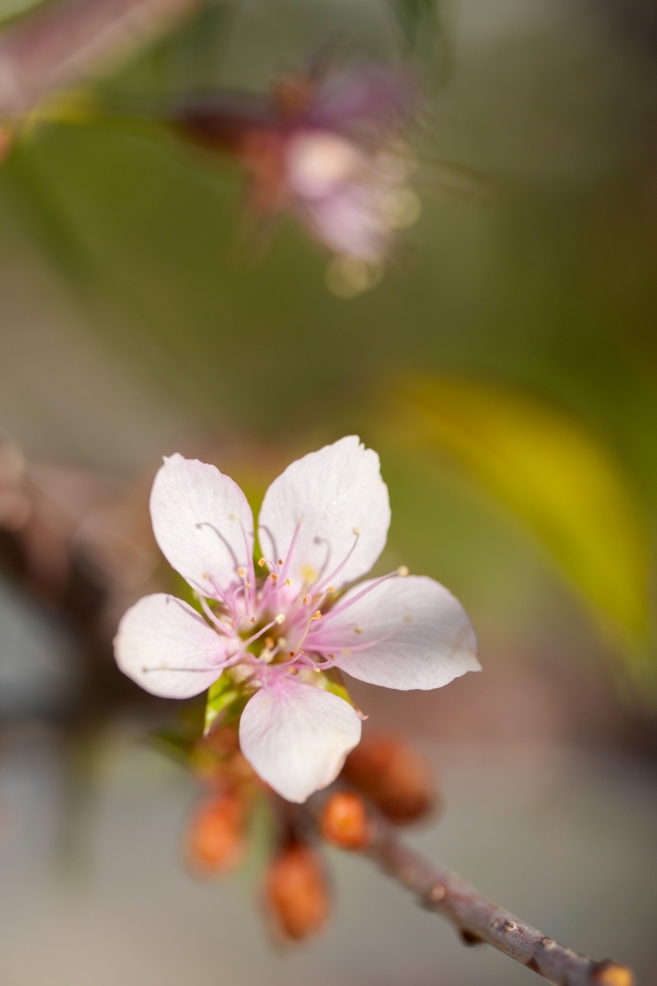SONY α1 II + FE 100mm F2.8 Macro GM OSS