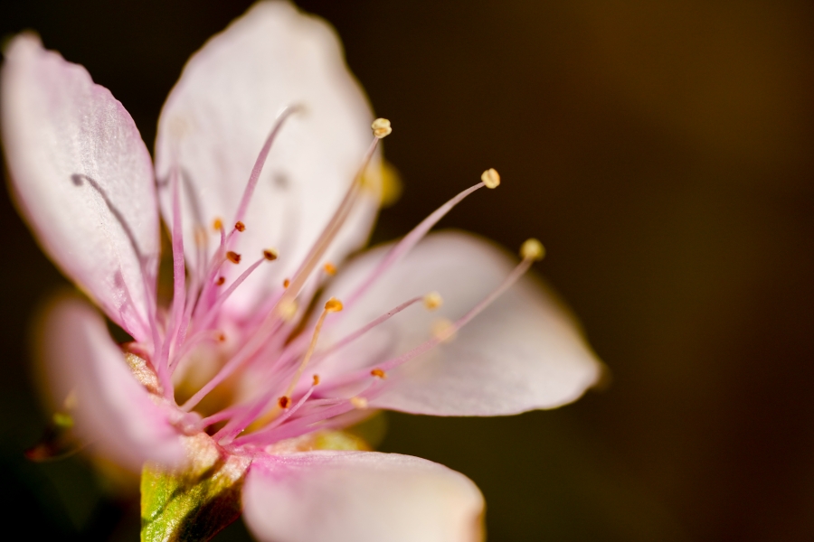 SONY α1 II + FE 100mm F2.8 Macro GM OSS