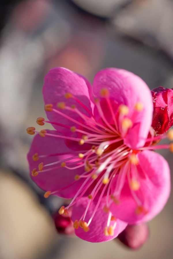 SONY α1 II + FE 100mm F2.8 Macro GM OSS