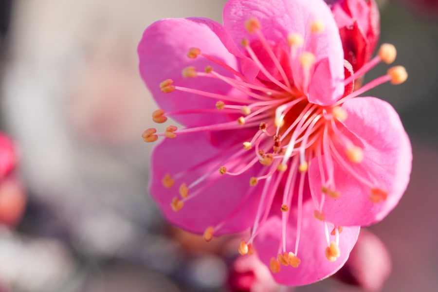 SONY α1 II + FE 100mm F2.8 Macro GM OSS