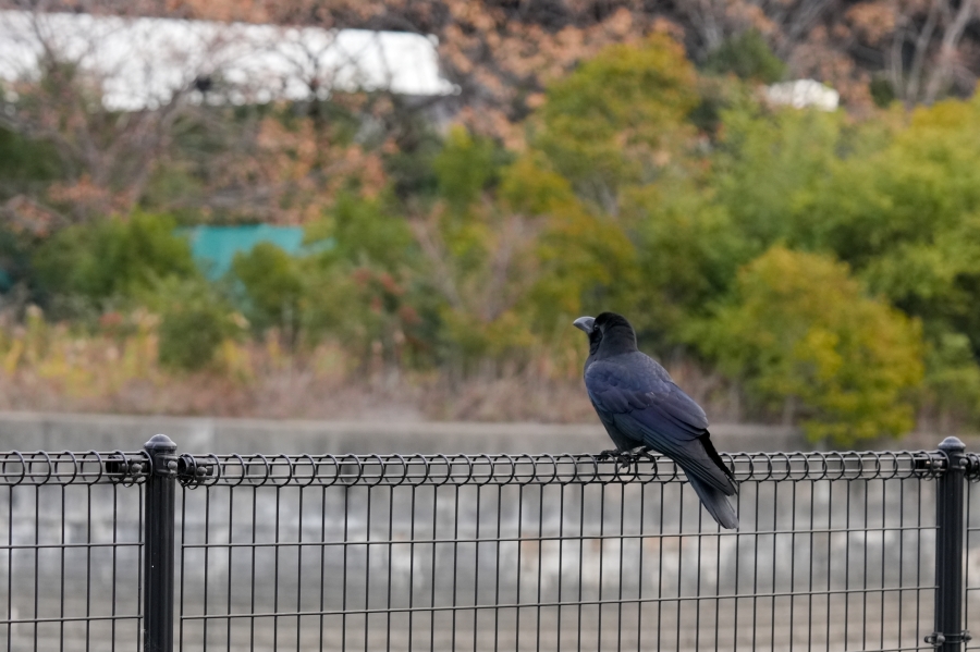 SONY α7CR + FE 24-70mm F2.8 GM II