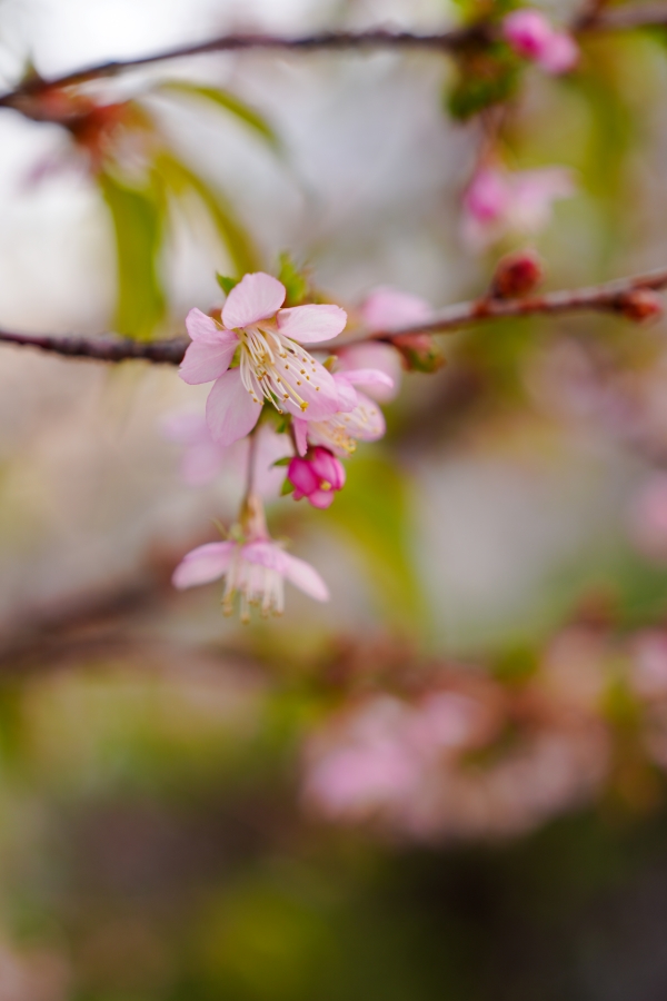 SONY α7CR + FE 24-70mm F2.8 GM II