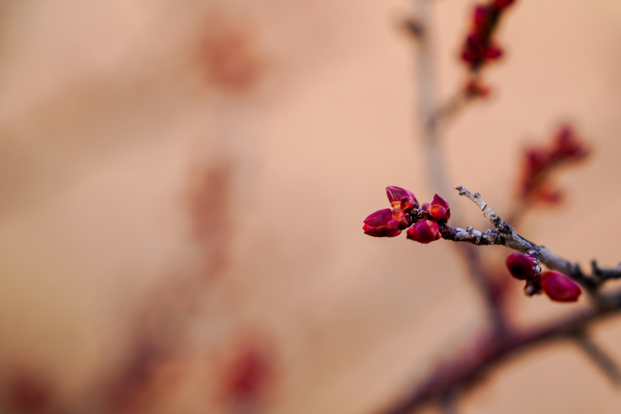 SONY α7CR + FE 24-70mm F2.8 GM II