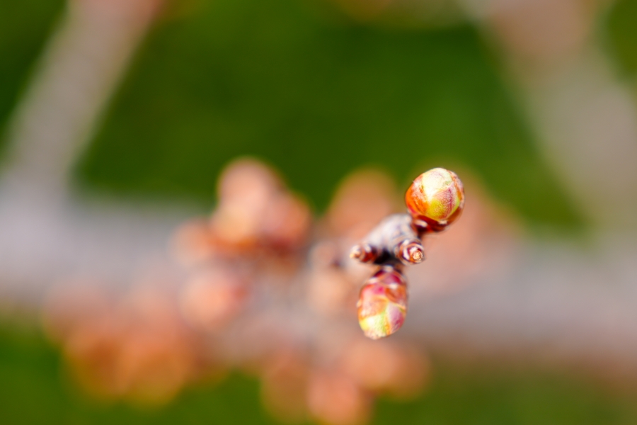 SONY α7CR + FE 24-70mm F2.8 GM II