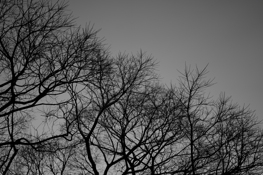 SONY α7CR + FE 40mm F2.5 G